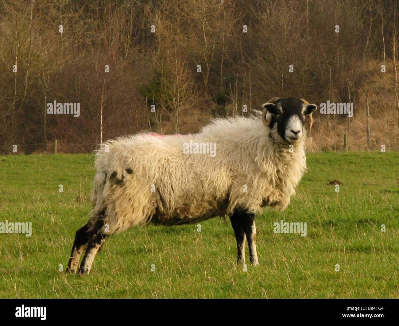 Schaf stehend im Bereich Stockfoto