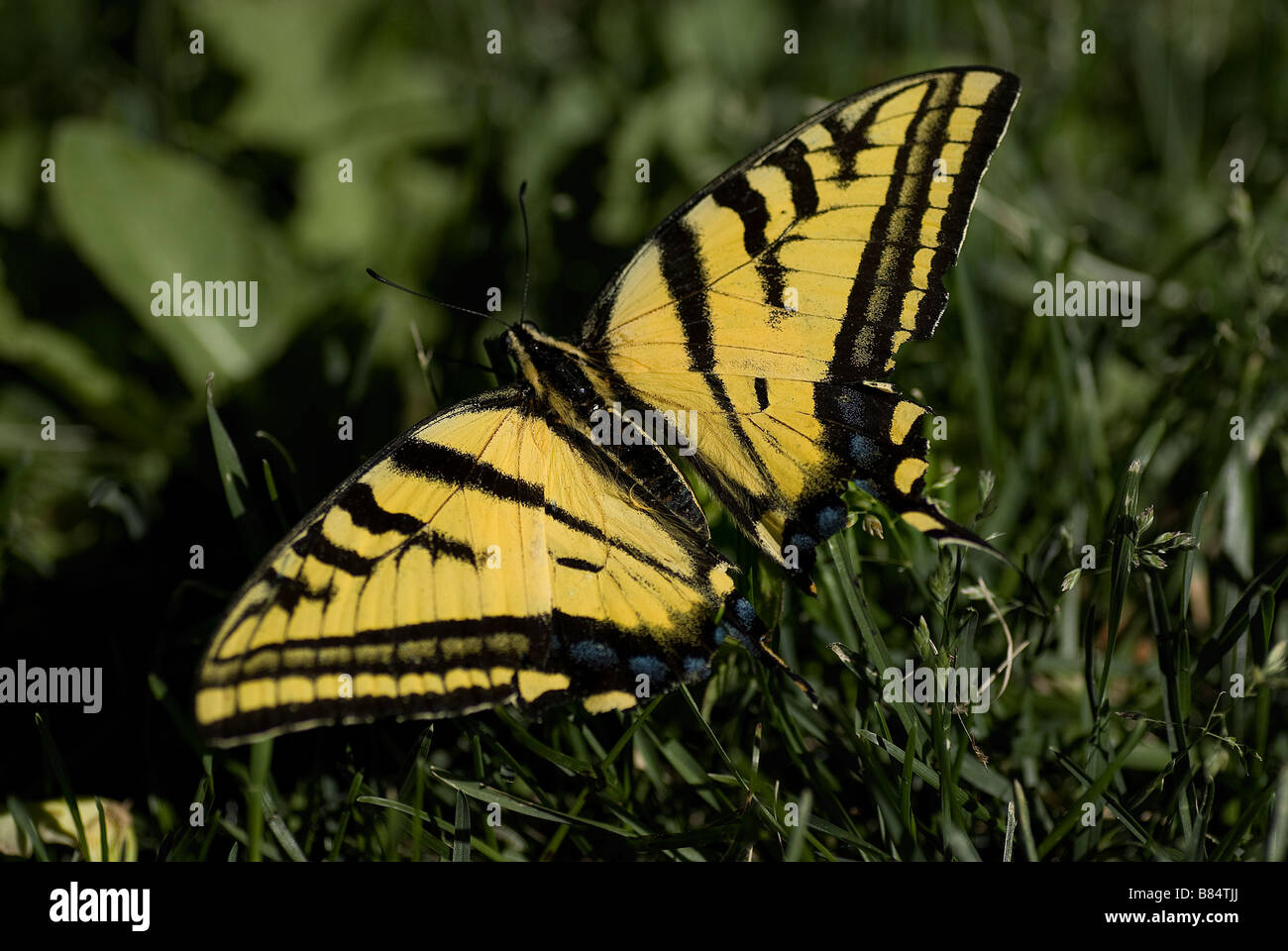 Schwalbenschwanz-Schmetterling auf der Wiese in der Sonne sitzen Stockfoto