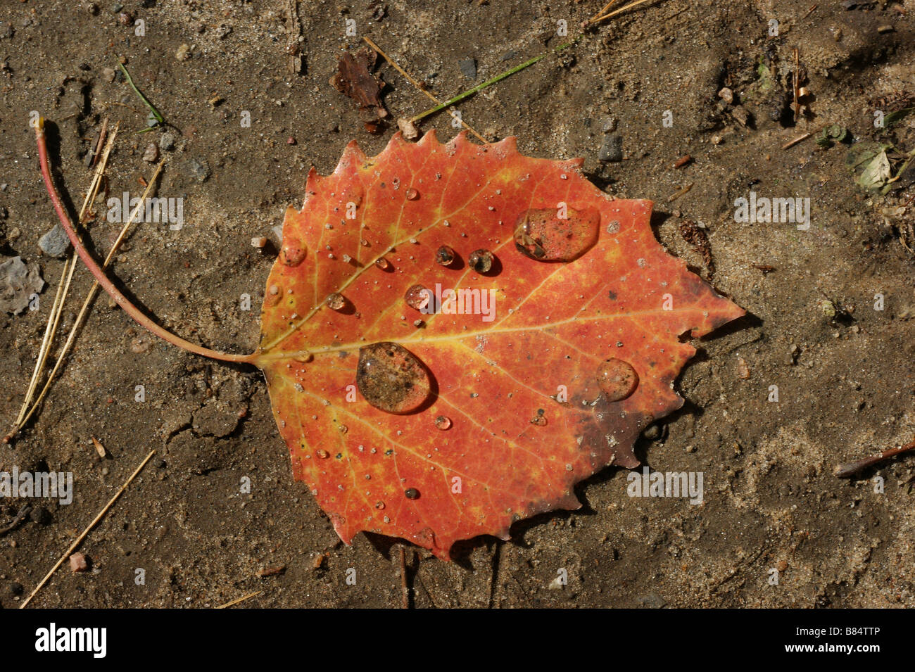 Regentropfen sammeln auf Aspen Blatt Sandbanks Provincial Park, Ontario, Kanada Stockfoto