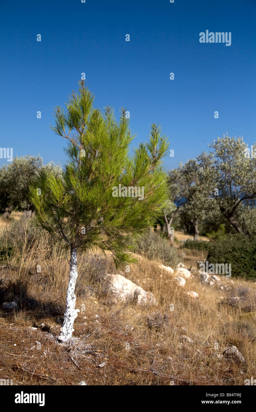 Junge Tanne in Landschaft zentrale Samos Griechenland Stockfoto