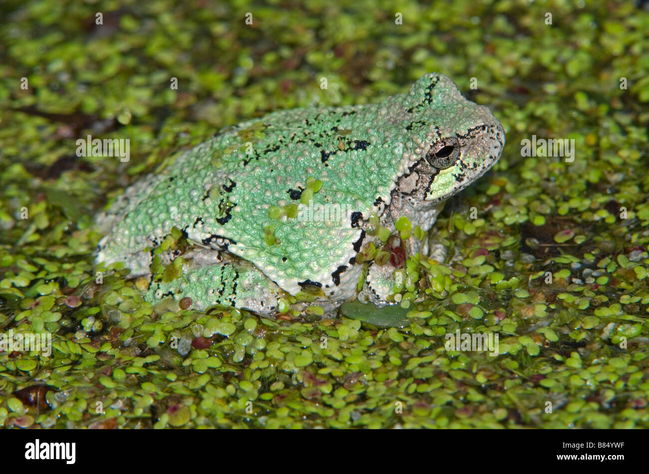 Gemeinsame grauer Laubfrosch Hyla versicolor in Wasserlinsen Lemna Arten östlichen Nordamerika, durch Überspringen Moody/Dembinsky Foto Assoc Stockfoto