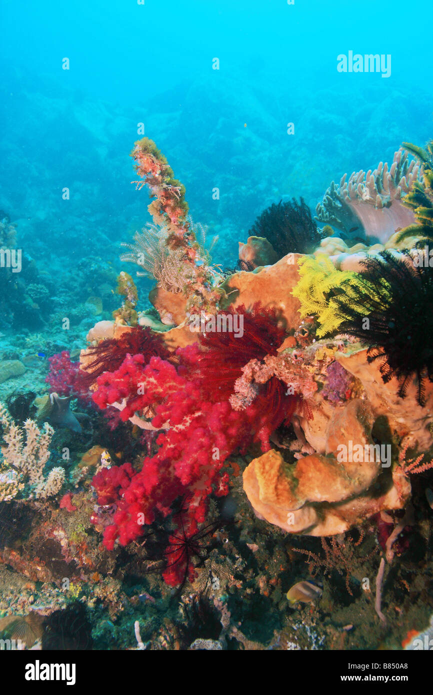 Weichkorallen, die Fütterung in der sanften Strömung am indonesischen Coral reef Stockfoto