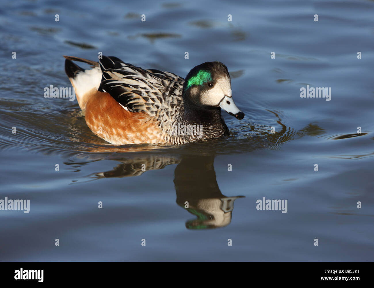 Chiloe Pfeifenten, Anas sibilatrix Stockfoto