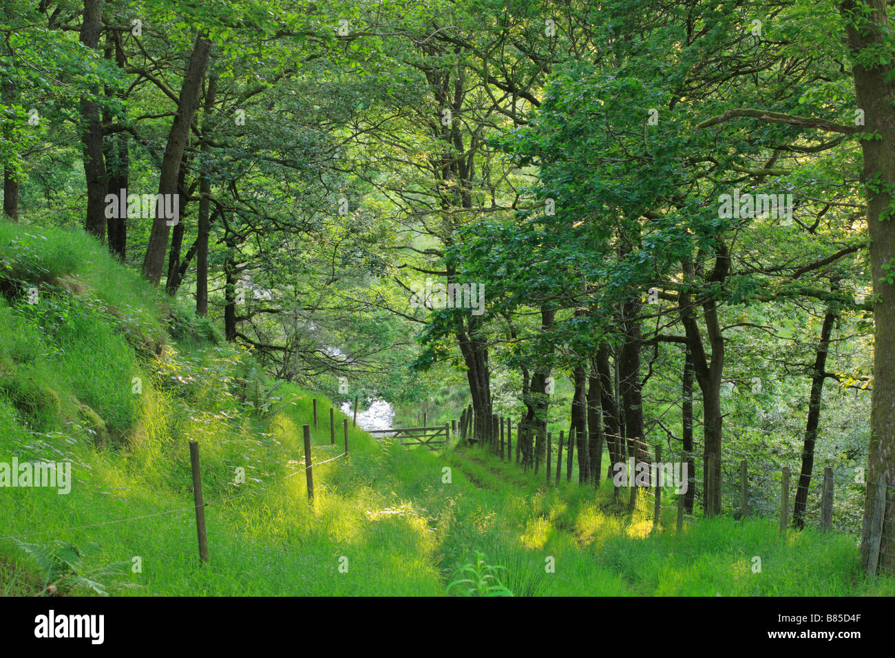 Verfolgen Sie durch den Wald der Traubeneiche (Quercus Petraea). Powys, Wales. Stockfoto