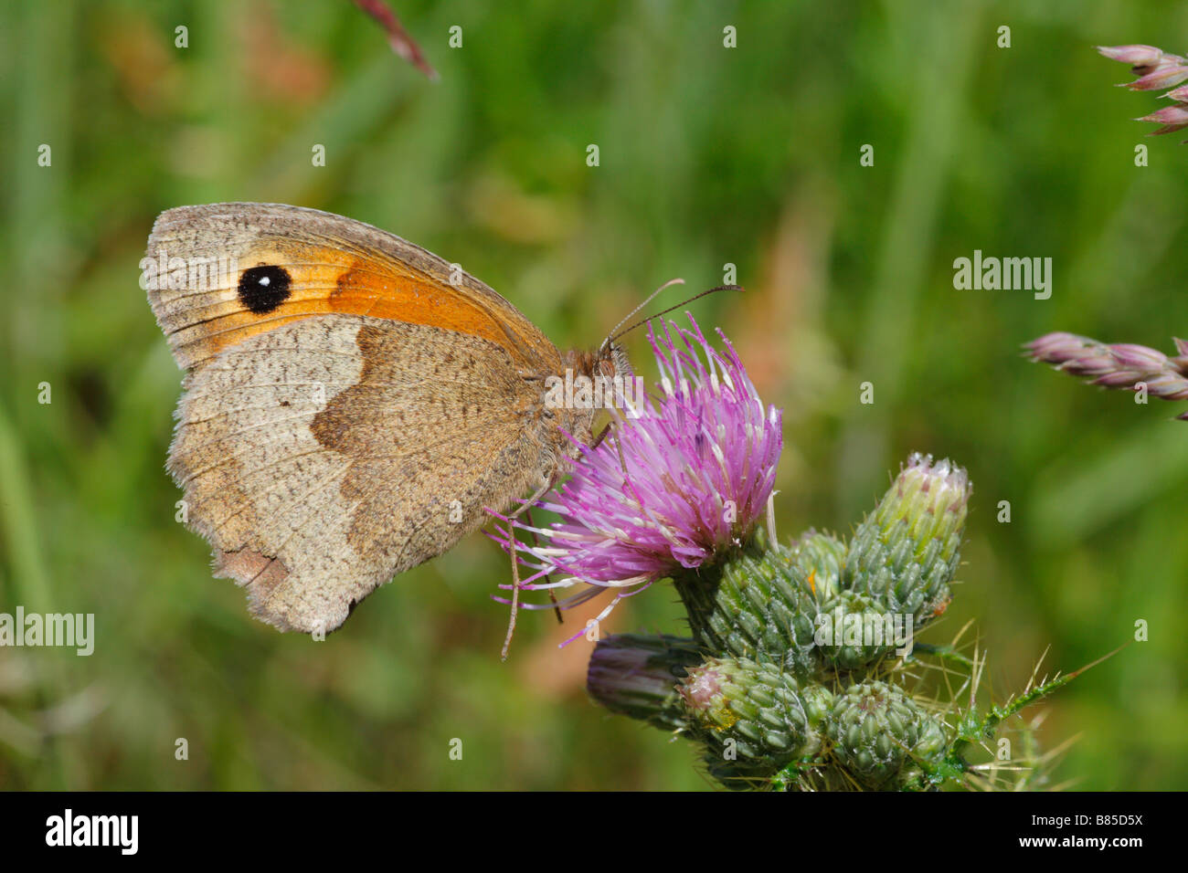 Wiese Brauner Schmetterling (Maniola Jurtina) Fütterung auf eine Distel Blume. Powys, Wales. Stockfoto