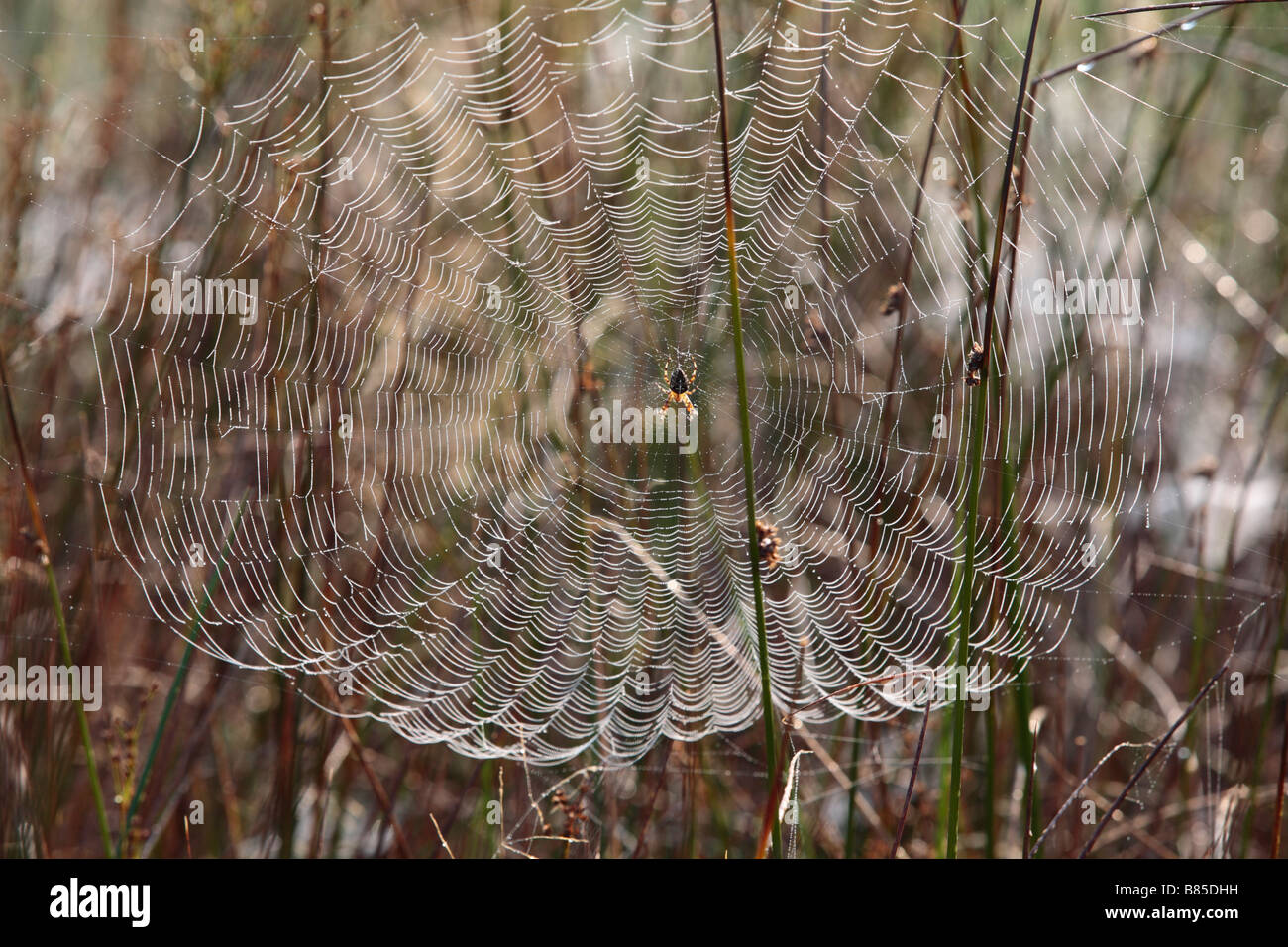 Weiblich-Garten / Cross Spider (Araneus Diadematus) in der Mitte des ihr Netz an einem taufrischen Morgen. Powys, Wales. Stockfoto