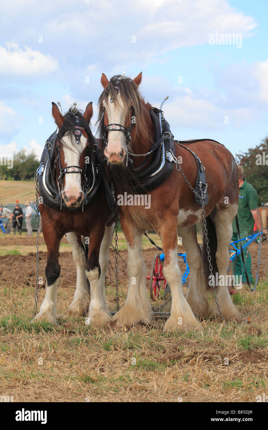 Pferde Shire Horses Pflügen auf dem alle Wales Vintage Pflügen Spiel. In der Nähe von Walton, Powys, Wales. Stockfoto