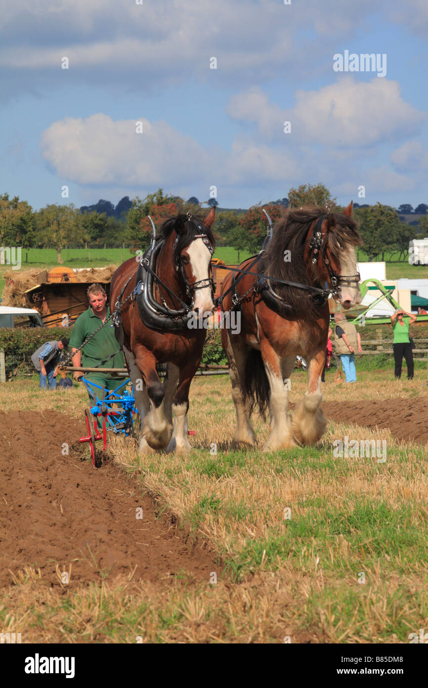 Pferde-Konkurrent Pflügen mit zwei schweren Pferde beim Spiel alle Wales Vintage Pflügen. In der Nähe von Walton, Powys, Wales. Stockfoto