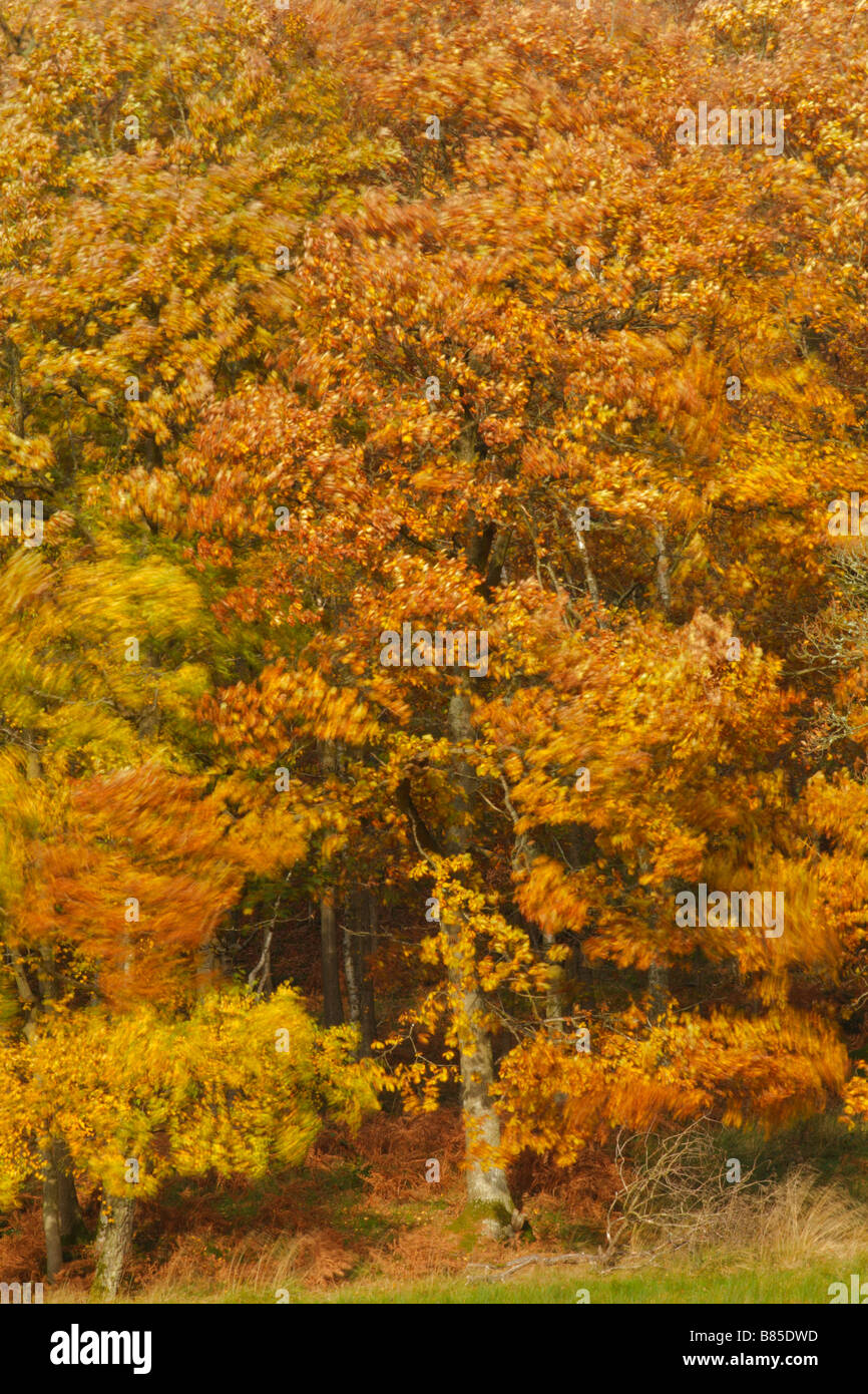 Sessile Eiche (Quercus Petraea) im Herbst. Powys, Wales, UK. Stockfoto