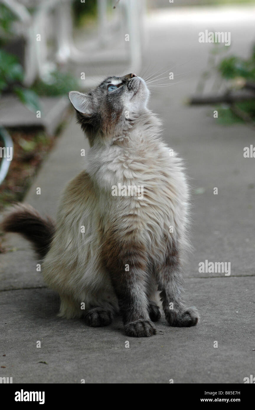 Eine ältere, sehr verspielt, blauäugige graue Kätzchen, wird von jemandem mit einem Blatt verhöhnt. Stockfoto