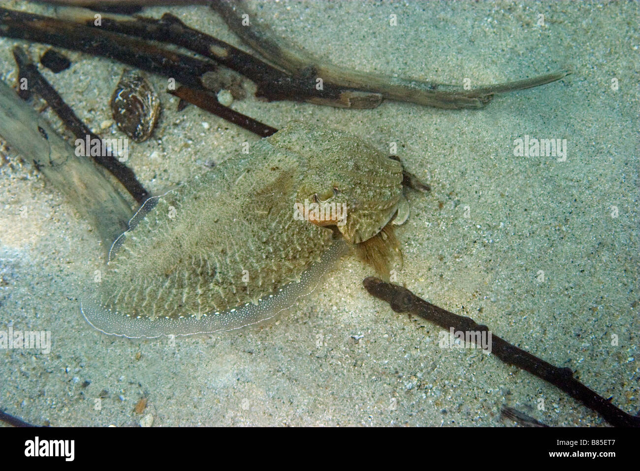 Tintenfisch Sepia officinalis Stockfoto