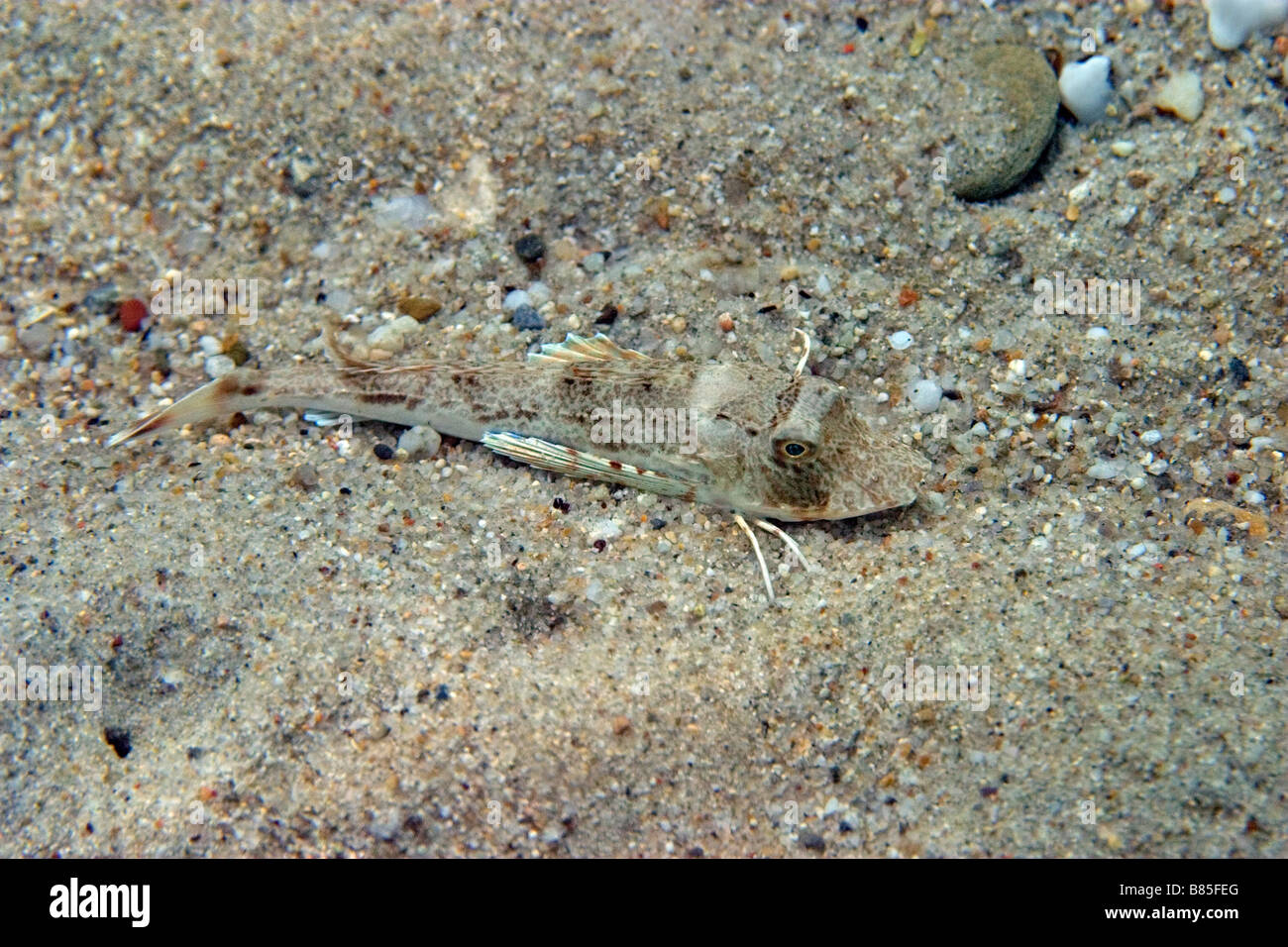 fliegen Gurnard am Sandstrand Stockfoto