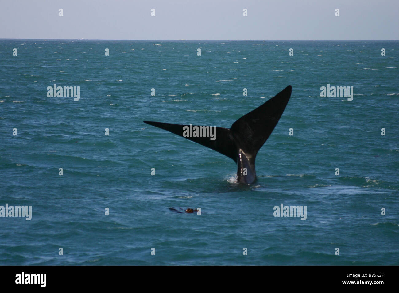 Southern Right Wale im Ozean vor Hermanus in Südafrika Stockfoto