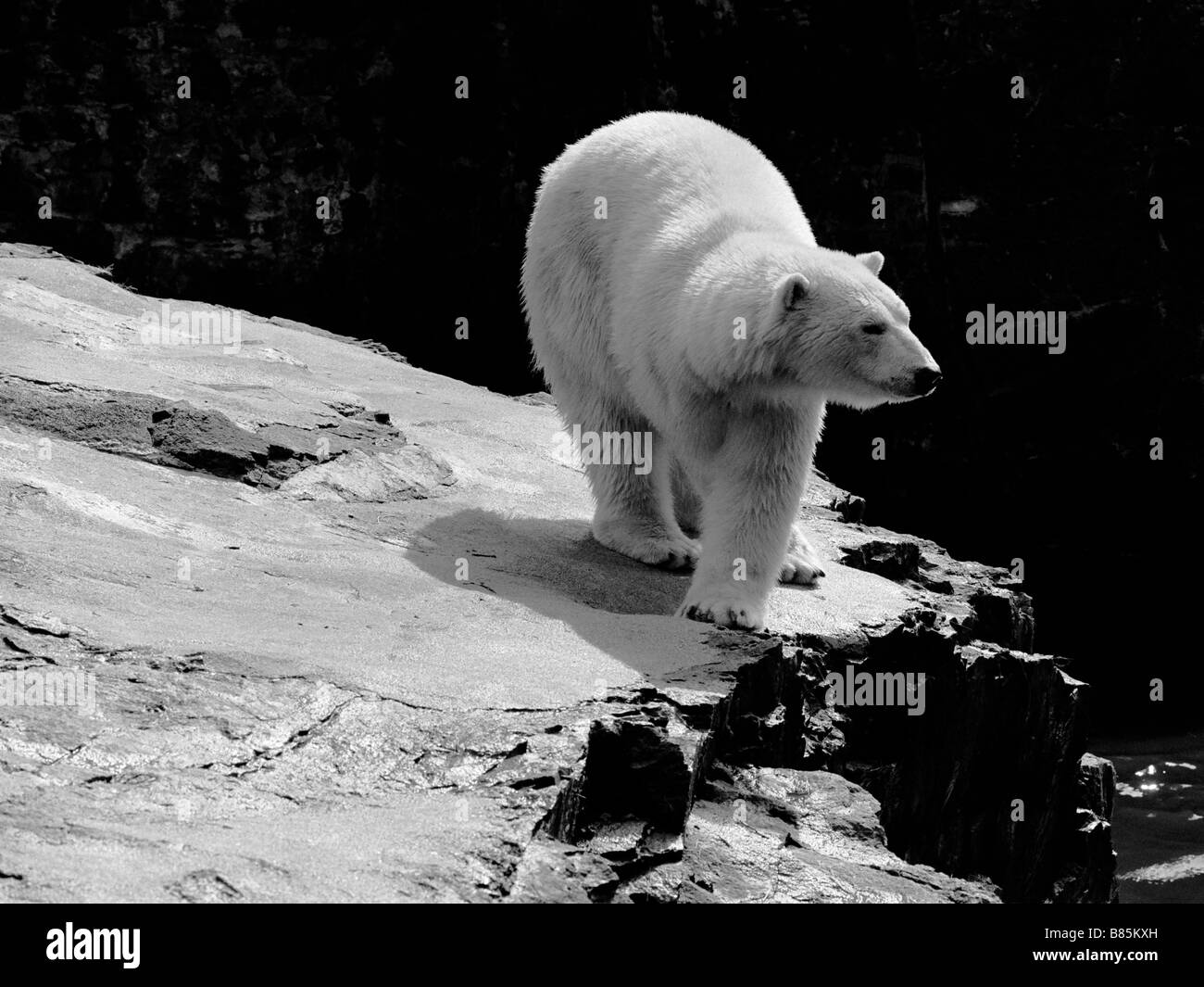 Eisbären im Zoo von Edinburgh Stockfoto