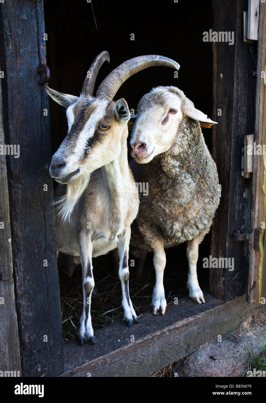 Ziege und Schaf stehend im Scheunentor Polen Stockfoto