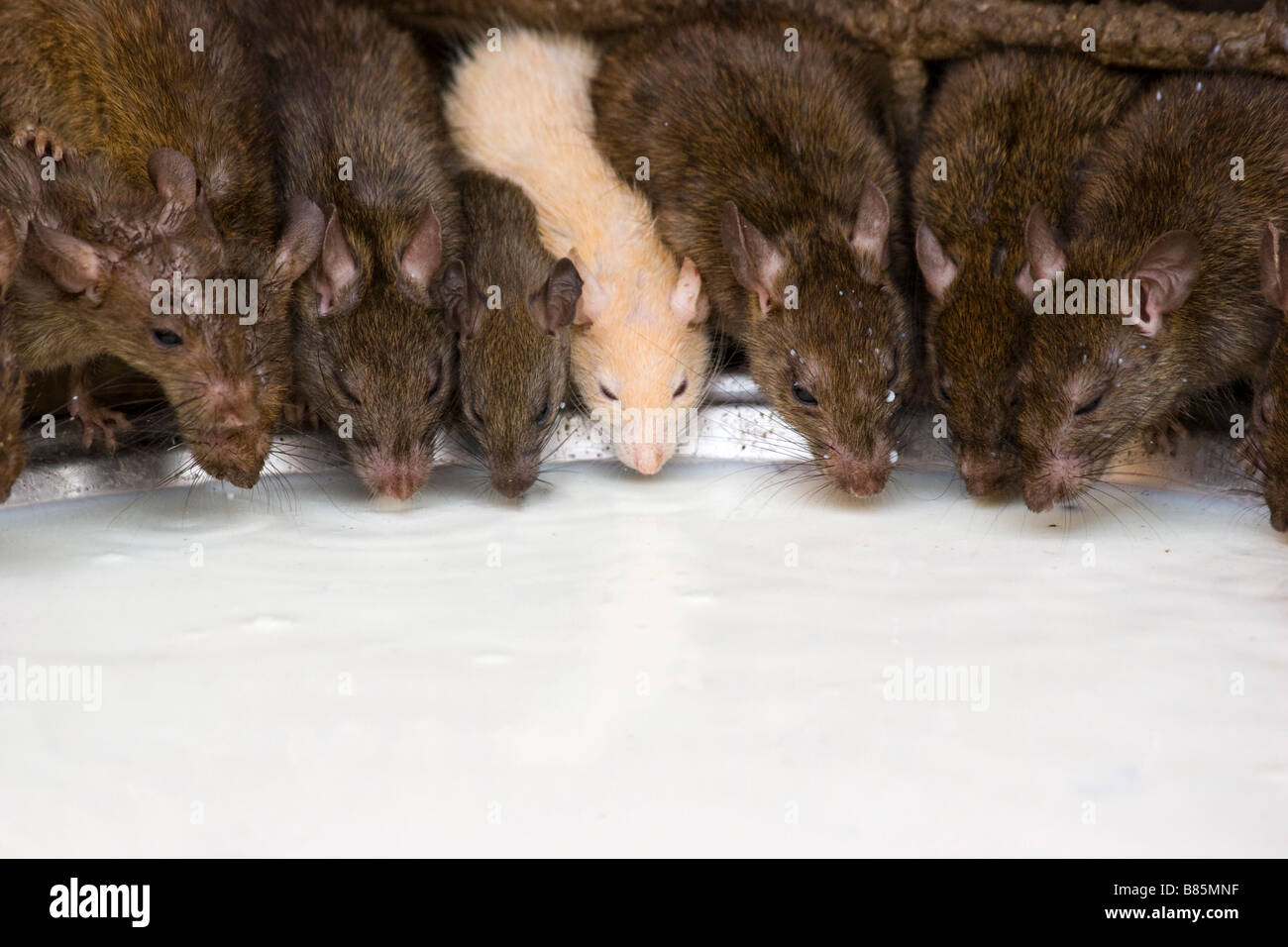 Ratte und maus unterschied -Fotos und -Bildmaterial in hoher Auflösung –  Alamy