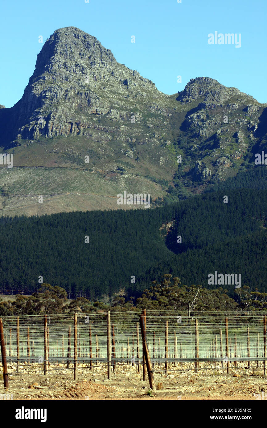 Weinberge in Cape Winelands mit schroffen Bergen im Hintergrund in Südafrika Stockfoto