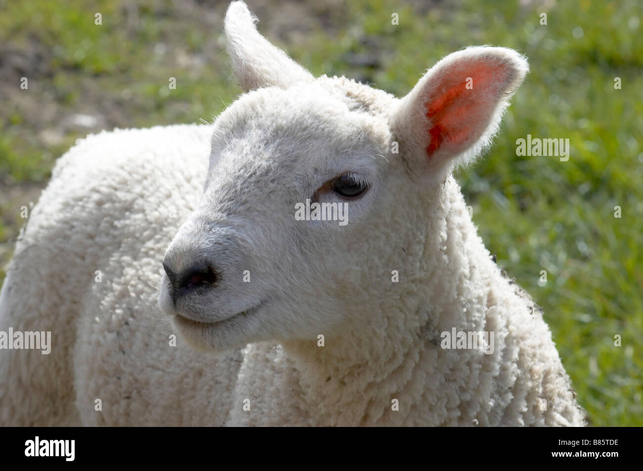 Ein junges Lamm in einem Feld im Frühjahr Stockfoto