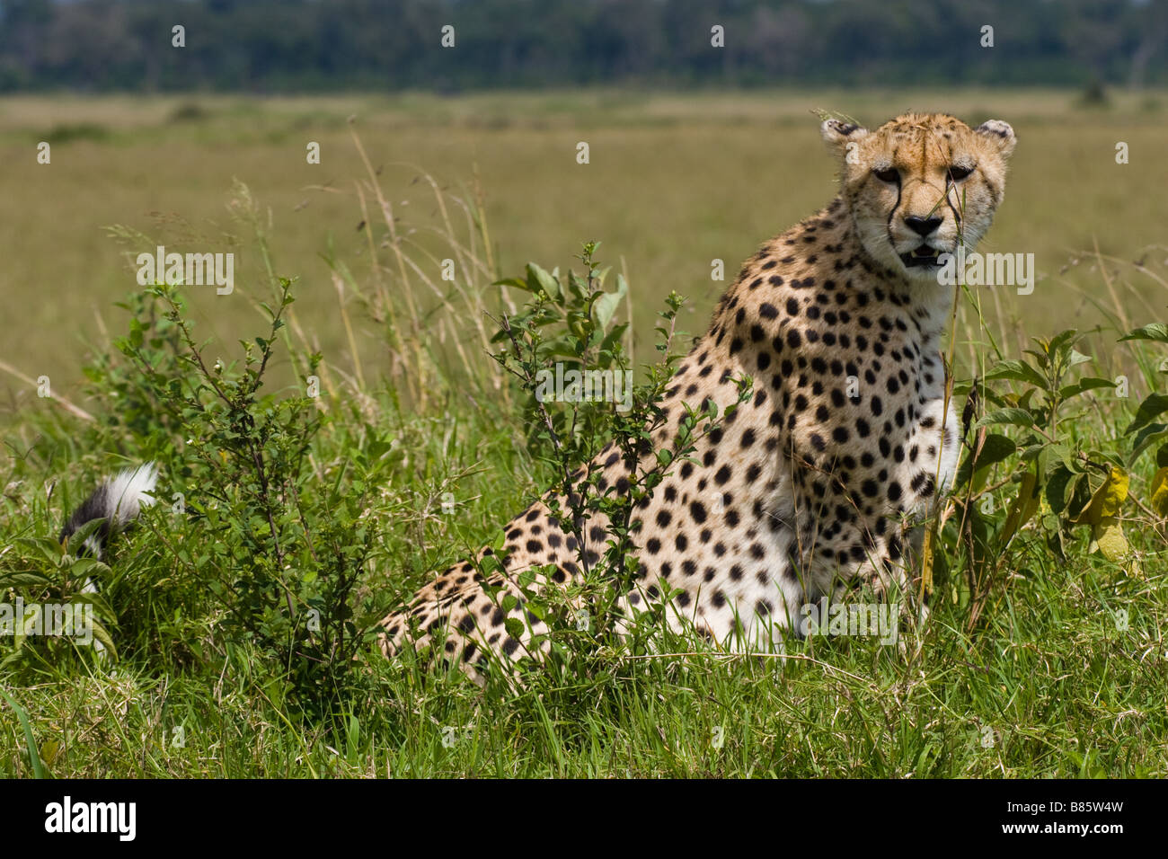 Gepard Stockfoto