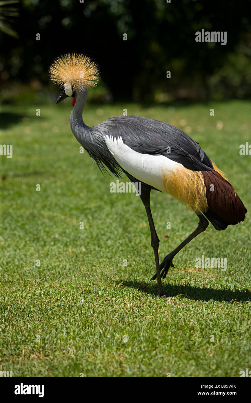 Gekrönter Kran (Balearica Regulorum) Süd-Zentral-Afrika Stockfoto