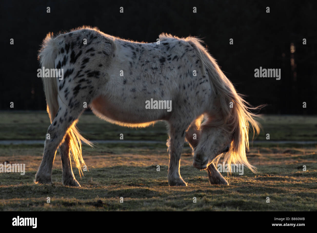 Pony Weide Bodmin moor Cornwall von öffentlichen Fußweg genommen Stockfoto