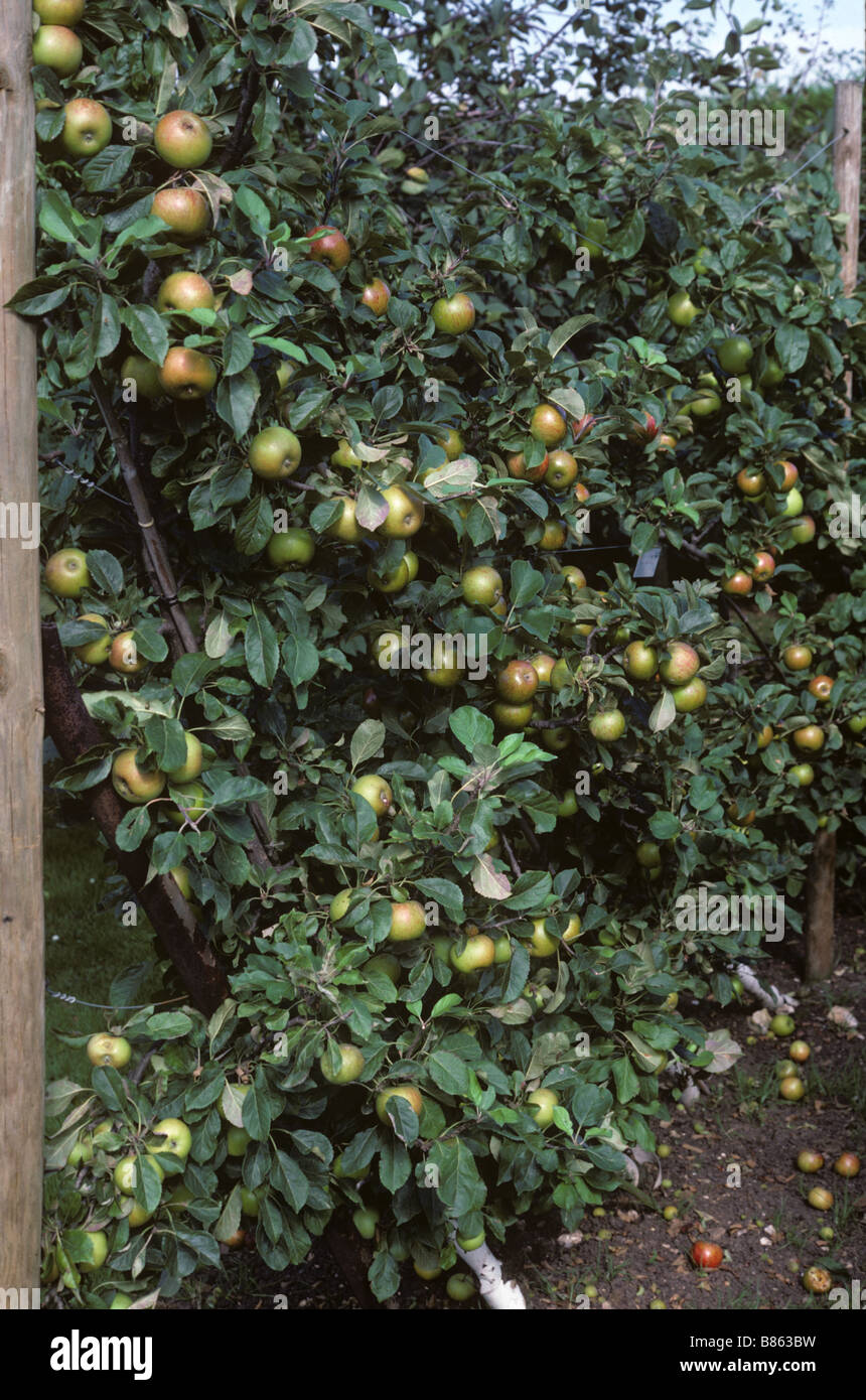 Cordon Lord Lambourne Apfelbäume in voller Frucht Stockfoto