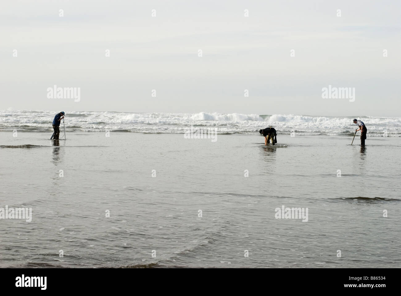 Clam-Bagger auf dem Oregon Coast, USA. Siliqua Patula. Stockfoto