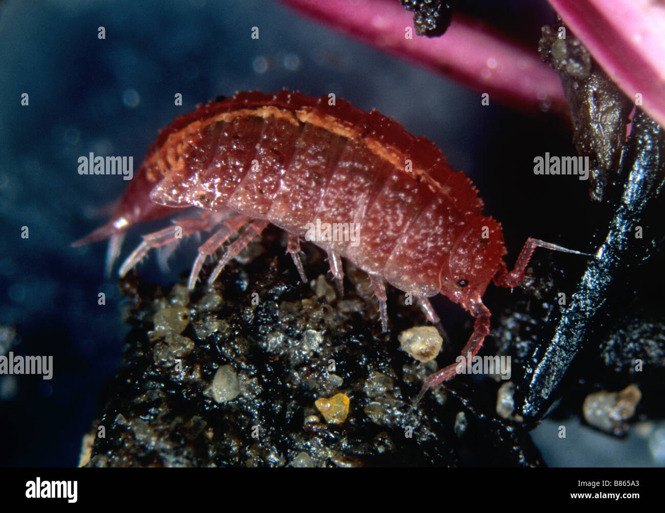 Rosa Assel Androniscus Dentiger auf Holz Stockfoto