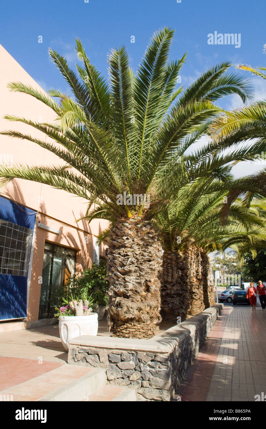 Eine Reihe von schönen großen Palmen in Los Cristianos, Teneriffa. Stockfoto