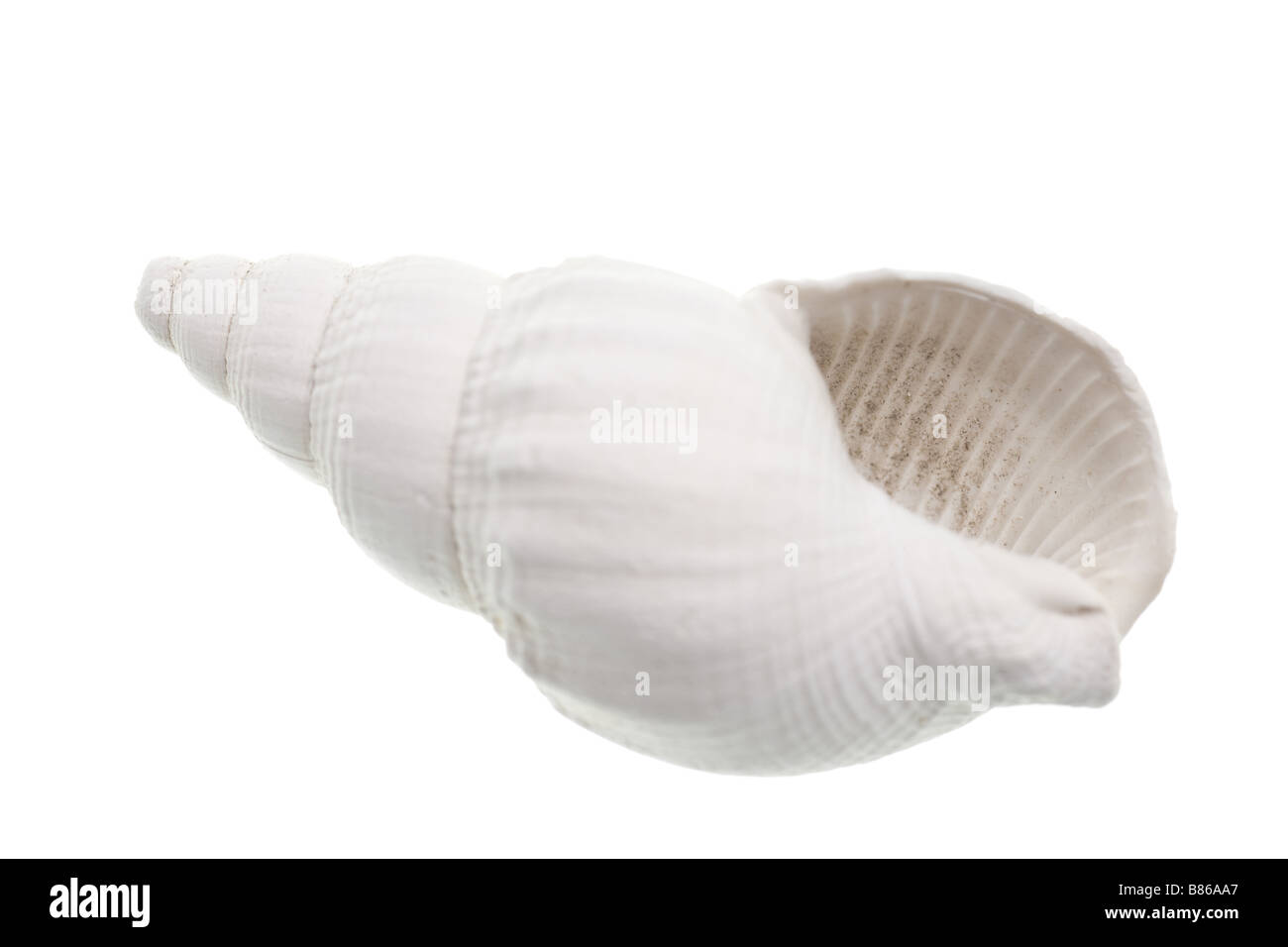 versteinerte Muschel isoliert auf weißem Hintergrund Stockfoto