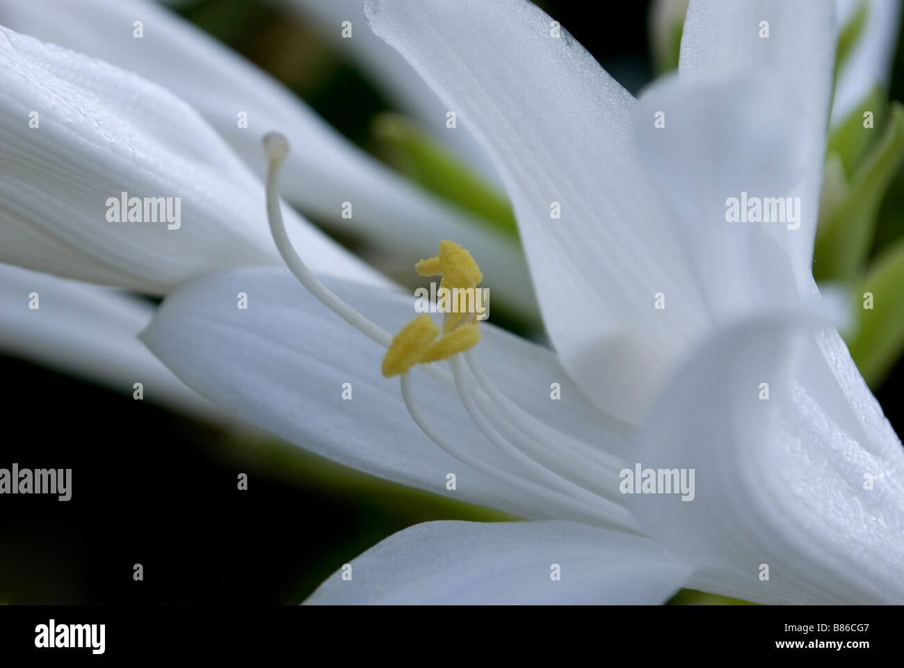 schöne Blume Hosta Makro Stockfoto