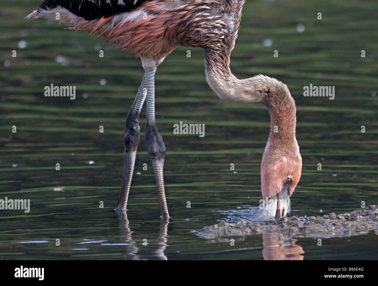 Karibischer Flamingo (phoenicoperus ruber) juvenile Stockfoto