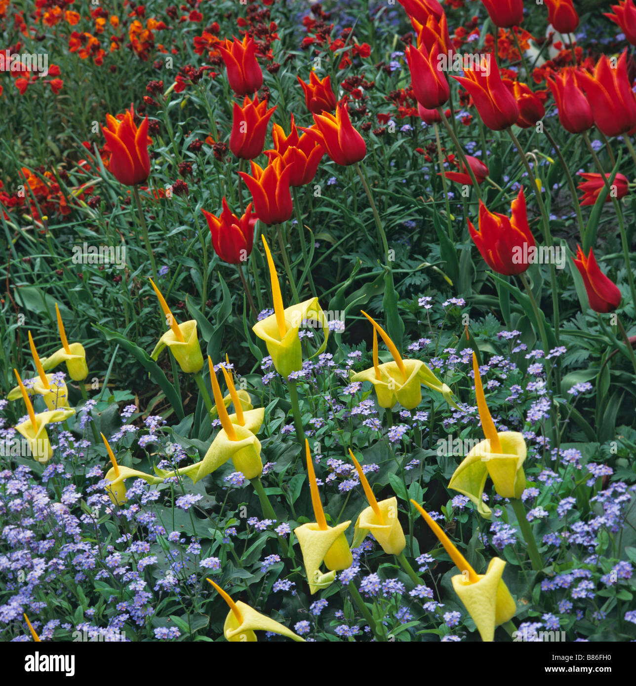 Detail der bunt blühenden Frühling Grenze bei Great Dixter Stockfoto