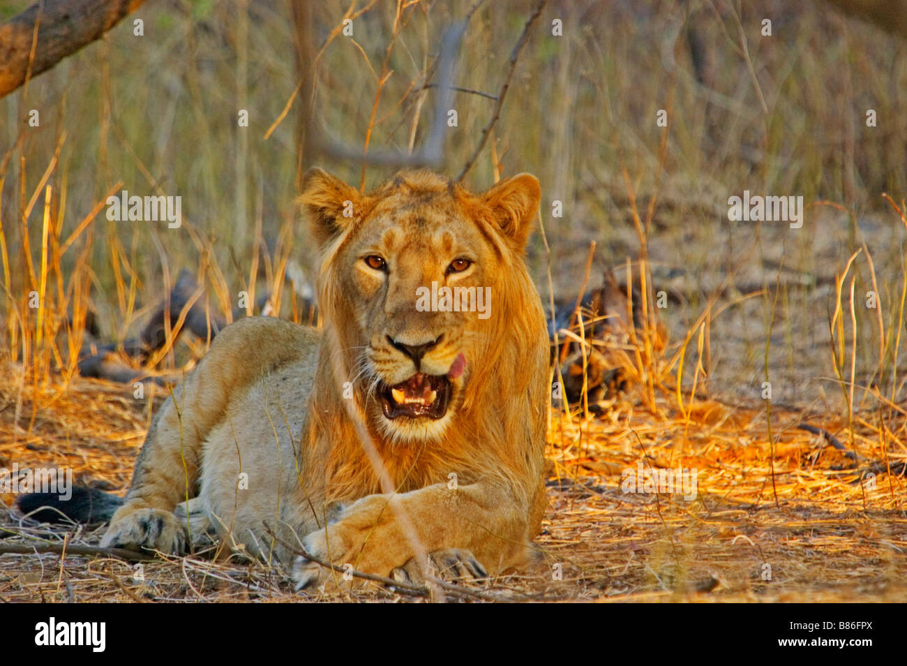 Sub-adulten asiatischen Löwen, seine Lippen lecken Stockfoto