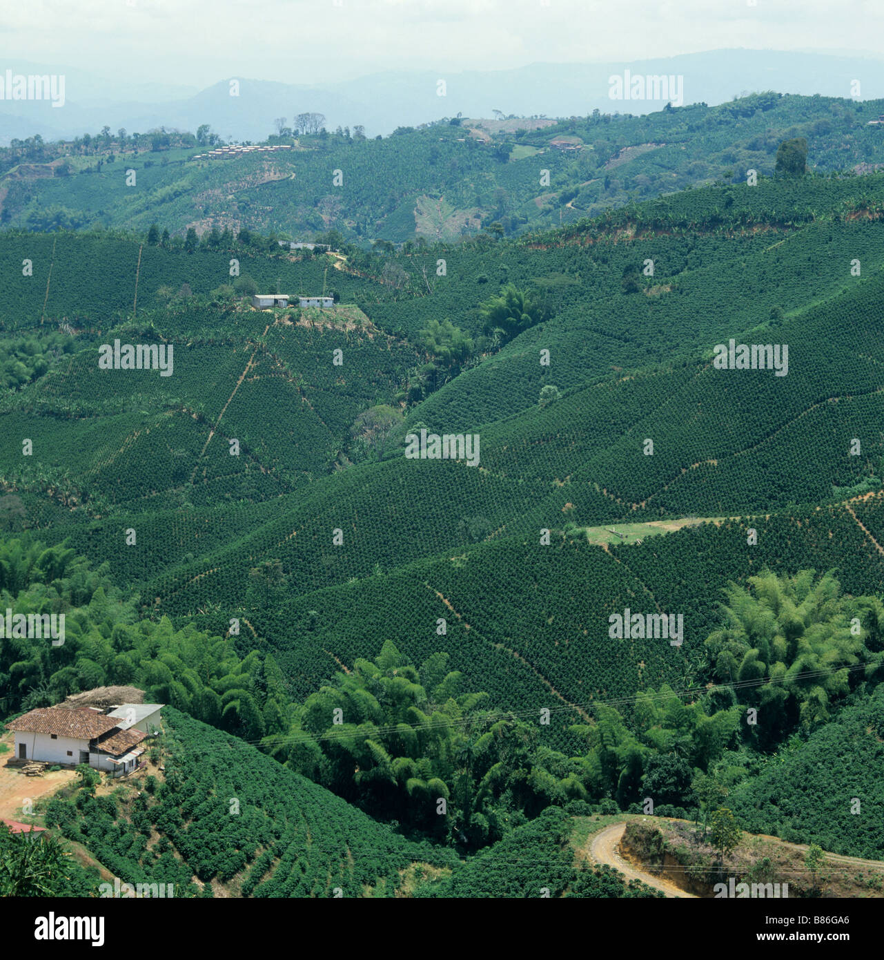 Tiefland Kaffeeplantagen ohne schattenspendende Bäume in Kolumbien Südamerika Stockfoto