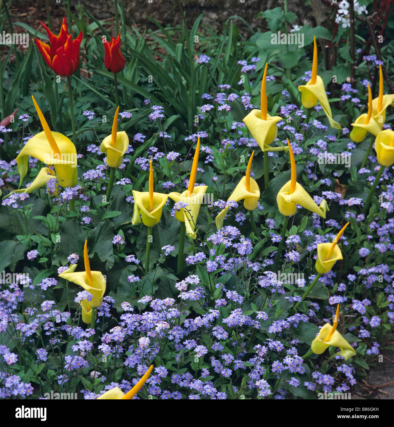 Detail einer Blüte Grenze bei Great Dixter mit Arum creticum Stockfoto
