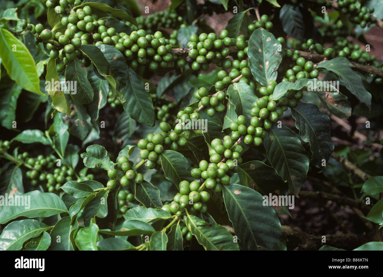 Arabica-Kaffee-Filialen mit der Entwicklung von grüner Beeren Nairobi Kenia Stockfoto