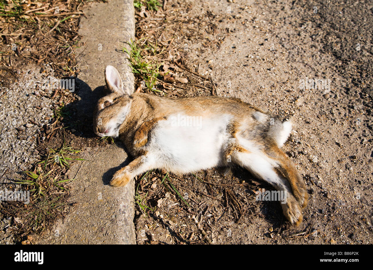 Toter Hase Fotos Und Bildmaterial In Hoher Aufl sung Alamy toter-hase-fotos-und-bildmaterial-in-hoher-aufl-sung-alamy