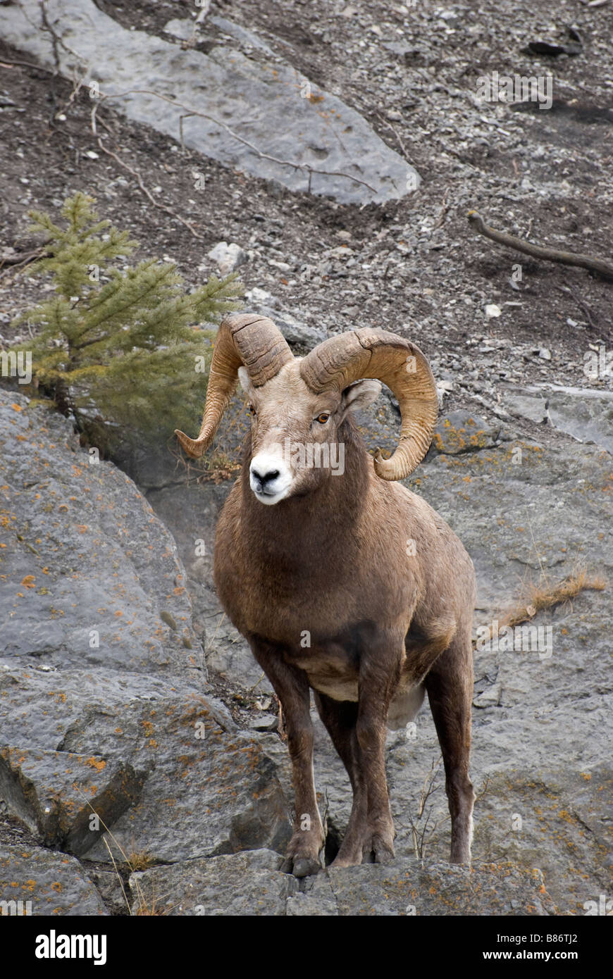 Dickhornschaf (Ovis Canadensis) Stockfoto