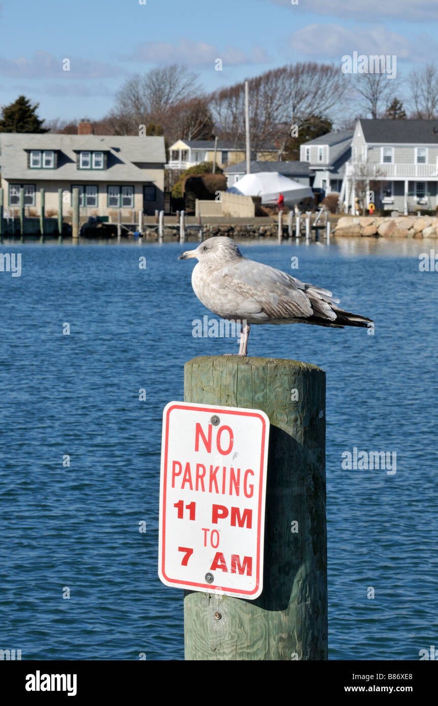 Braun grau Möwe stehen am Hafen Stapeln ohne Parkplatz 23:00 bis 07:00 Zeichen, Cape Cod Massachusetts, USA Stockfoto