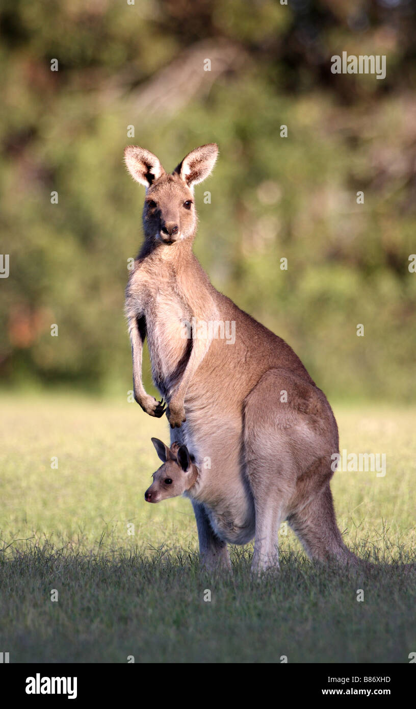Östliche graue graue Känguru, Macropus Giganteus mit joey Stockfoto