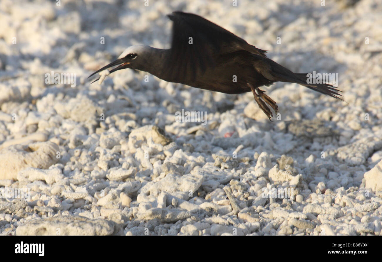 gemeinsamen Noddy schwebt über einem Korallenstrand ein Stück Koralle Stockfoto