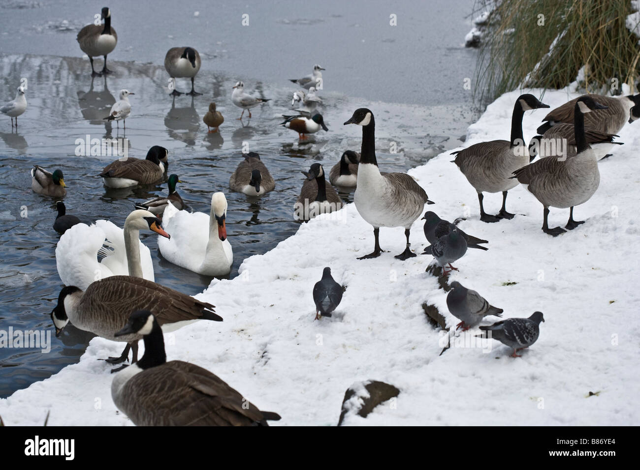 Winter Vögel Gänse Eis Teich Schnee Schwäne Stockfoto