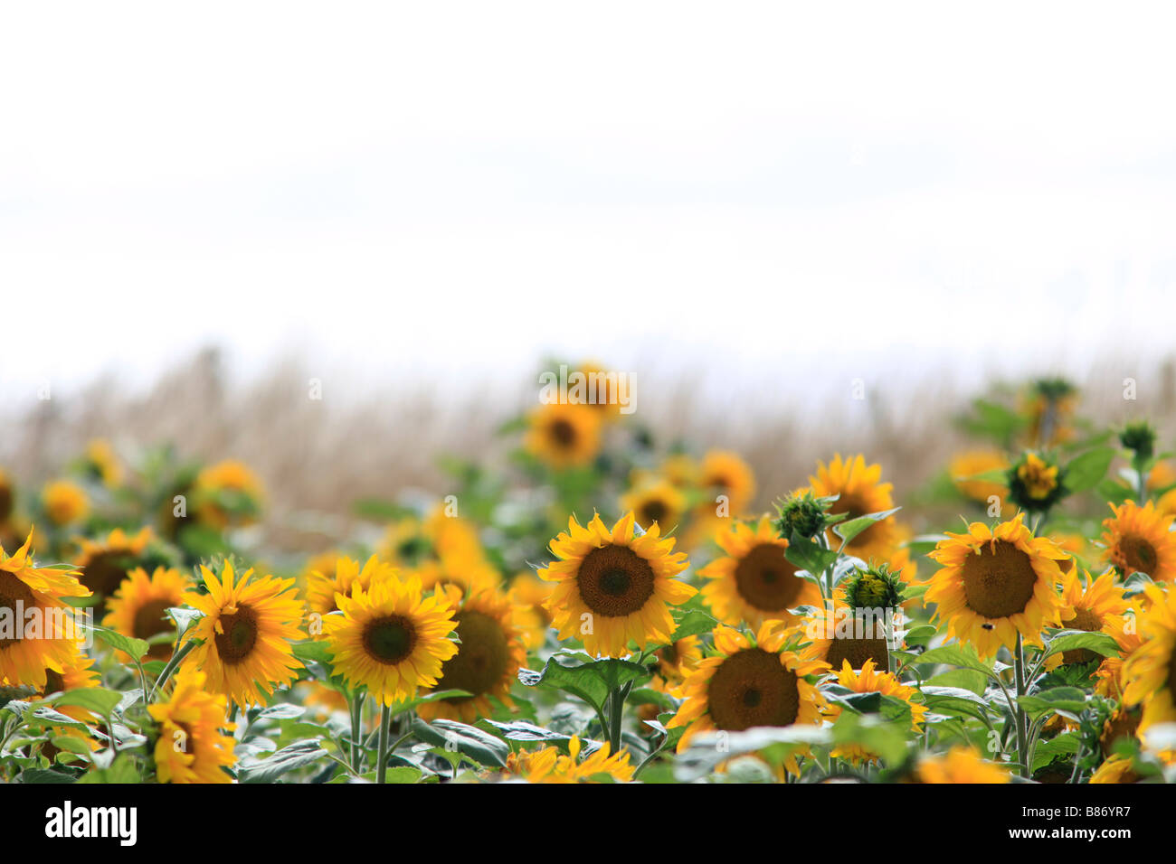 Sonnenblumenköpfe im Bereich Oamaru, North Otago, Südinsel, Neuseeland Stockfoto