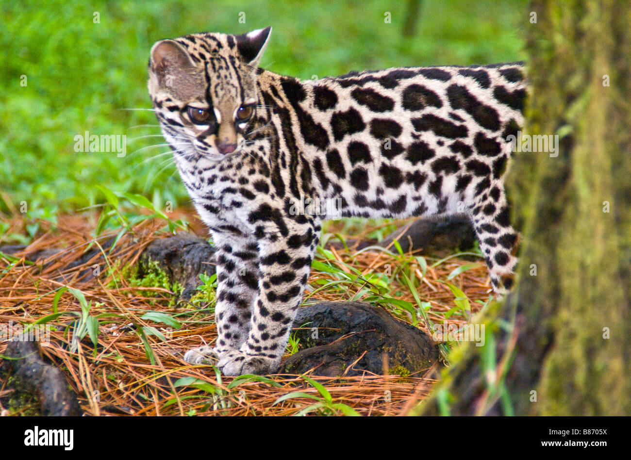 Tigerkatze oder Tiger Katze (pardalis Tigrinus) in Costa Rica  Stockfotografie - Alamy