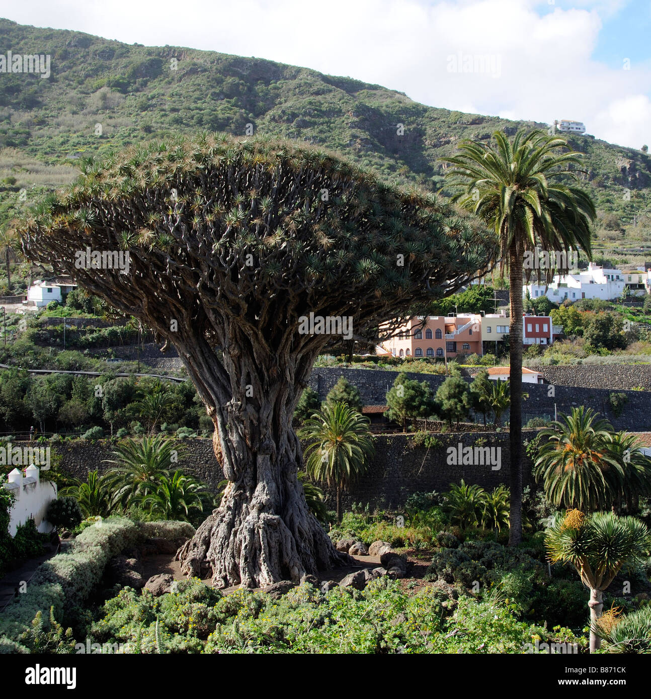 Drachenbaum-Dracaena Draco in der Stadt von Icod de Los Vinos Teneriffa Kanarische Inseln Stockfoto