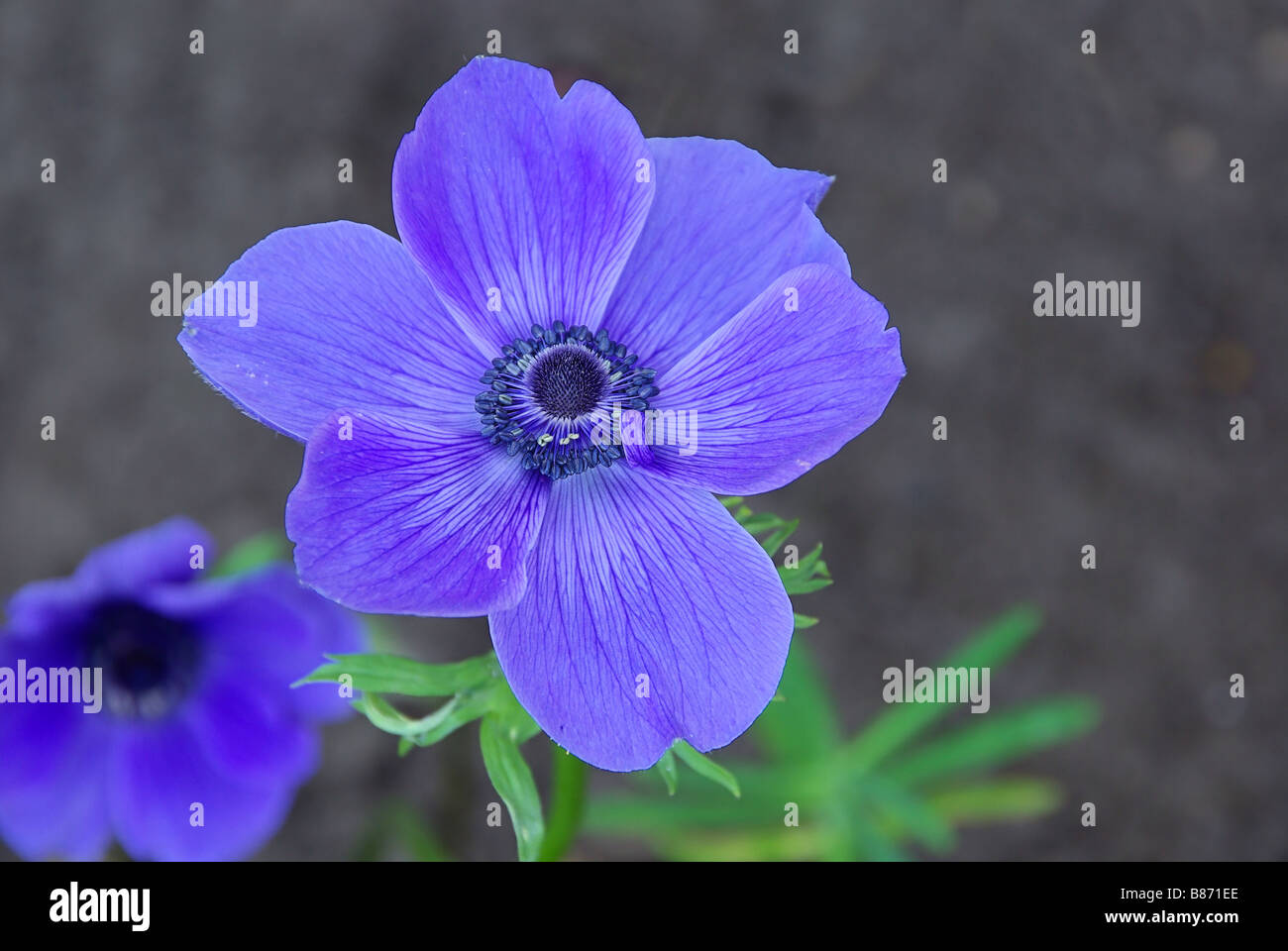 Gartenanemone Mohn Anemone 07 Stockfoto