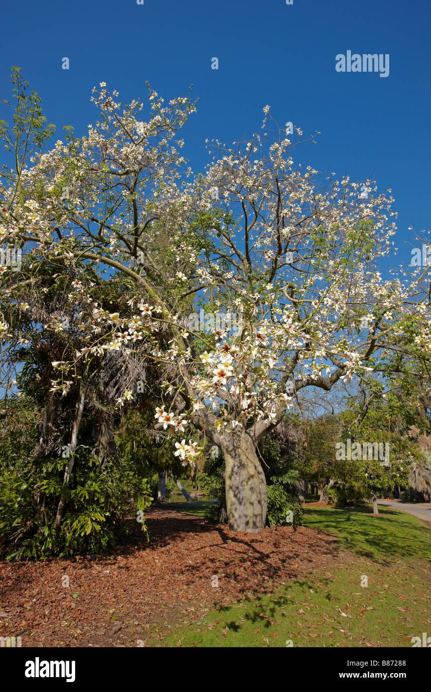 Weiße Zahnseide Silk Baum in voller Blüte. Los Angeles County Arboretum und Botanischer Garten, Los Angeles, Kalifornien, USA. Stockfoto