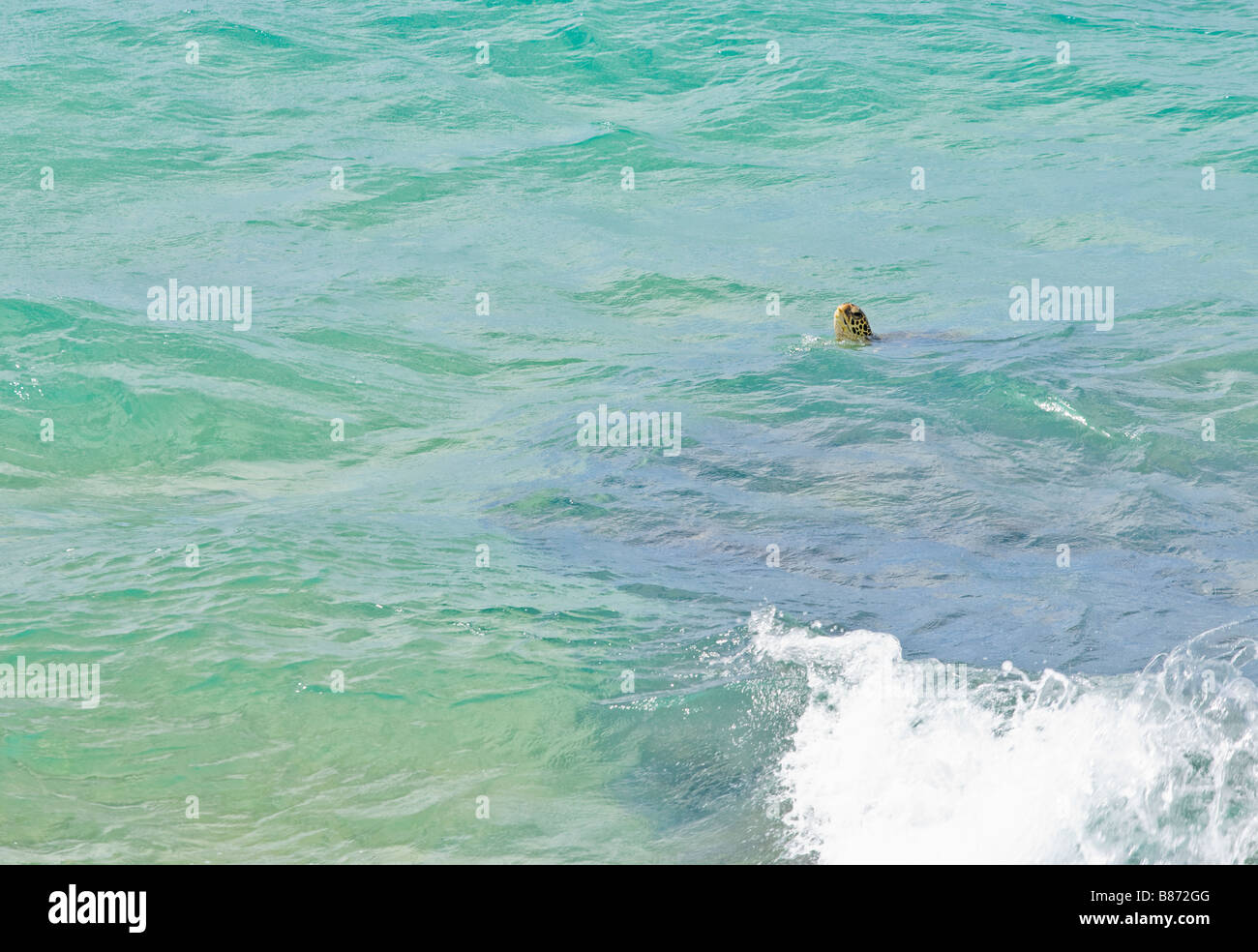 Eine grüne Meeresschildkröte hebt es s Kopf über der Wasseroberfläche zu atmen auf der südlichen Küste von Maui Stockfoto