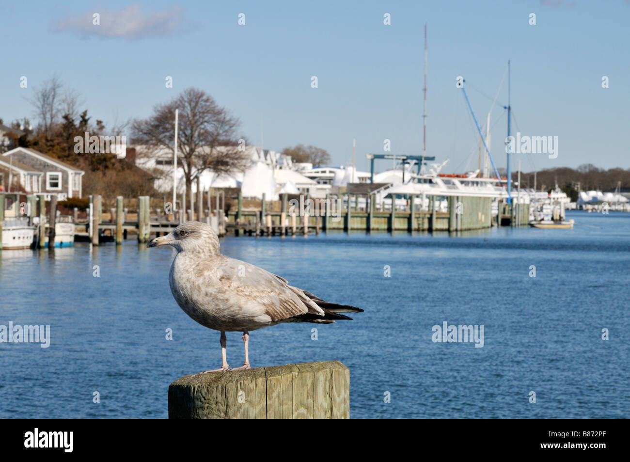 Falmouth "Cape Cod" Hafen mit braunen Möwe thront auf Stapeln von Wasser im Vordergrund mit Booten über Stockfoto